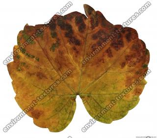 Leaves 0041